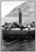 https://www.ed-templeton.com/files/gimgs/th-150_Sea Lions on Bouy quarry Catalina.jpg